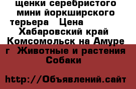 щенки серебристого мини йоркширского терьера › Цена ­ 20 000 - Хабаровский край, Комсомольск-на-Амуре г. Животные и растения » Собаки   